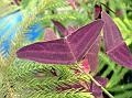 Red Butterfly Wing